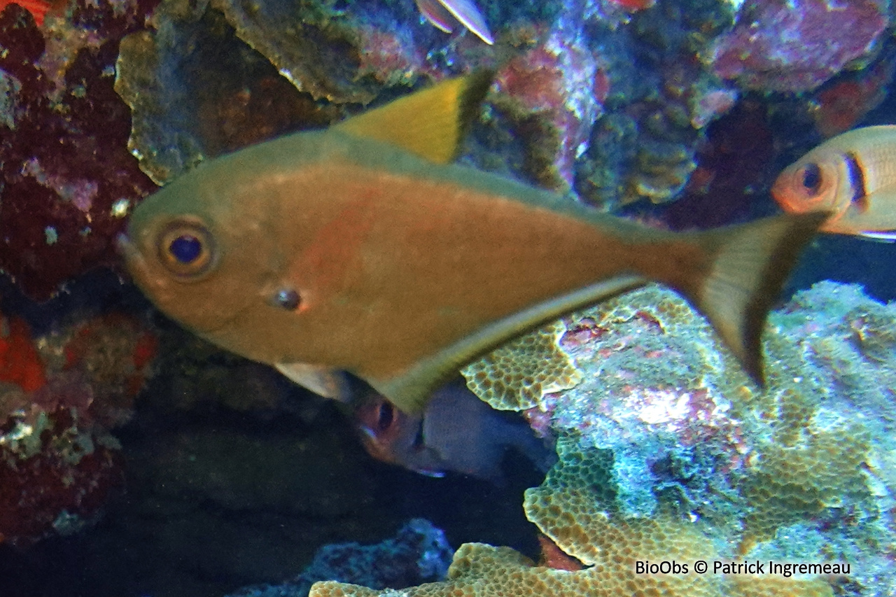 Poisson-hachette - Pempheris vanicolensis - Patrick Ingremeau - BioObs