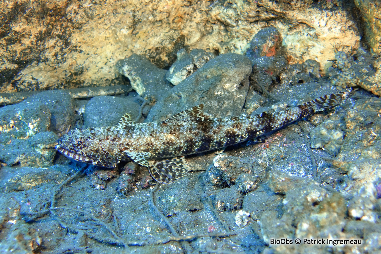 Anoli grêle - Saurida gracilis - Patrick Ingremeau - BioObs