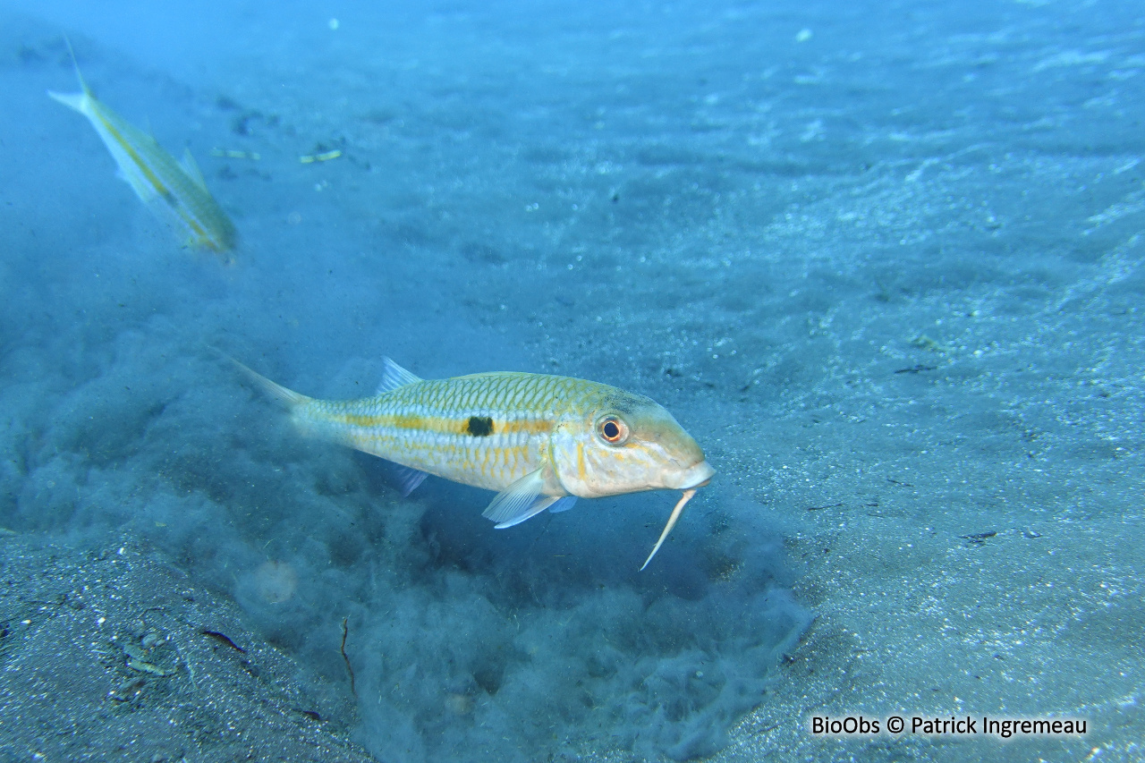 Capucin à bande jaune - Mulloidichthys flavolineatus - Patrick Ingremeau - BioObs