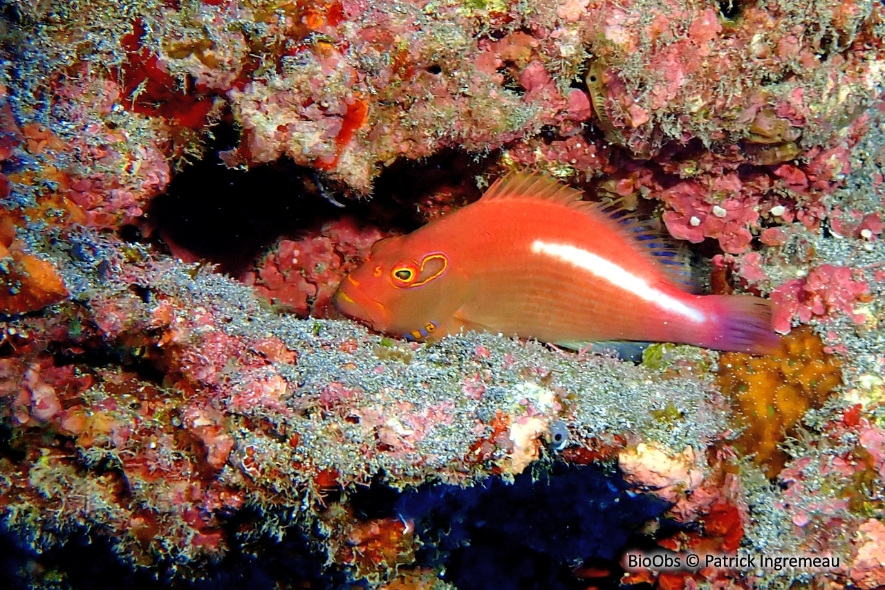 Epervier strié - Paracirrhites arcatus - Patrick Ingremeau - BioObs