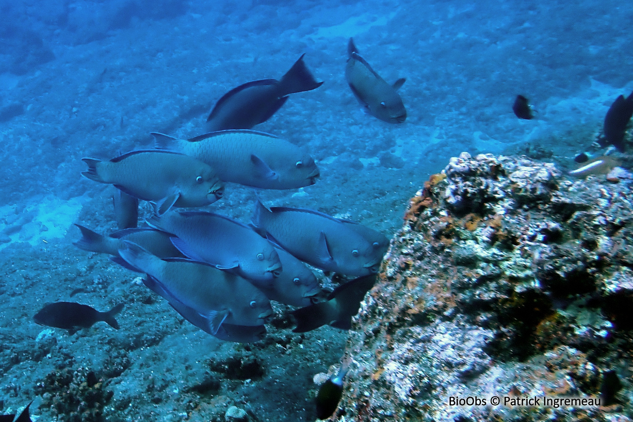 Perroquet capitaine - Chlorurus enneacanthus - Patrick Ingremeau - BioObs