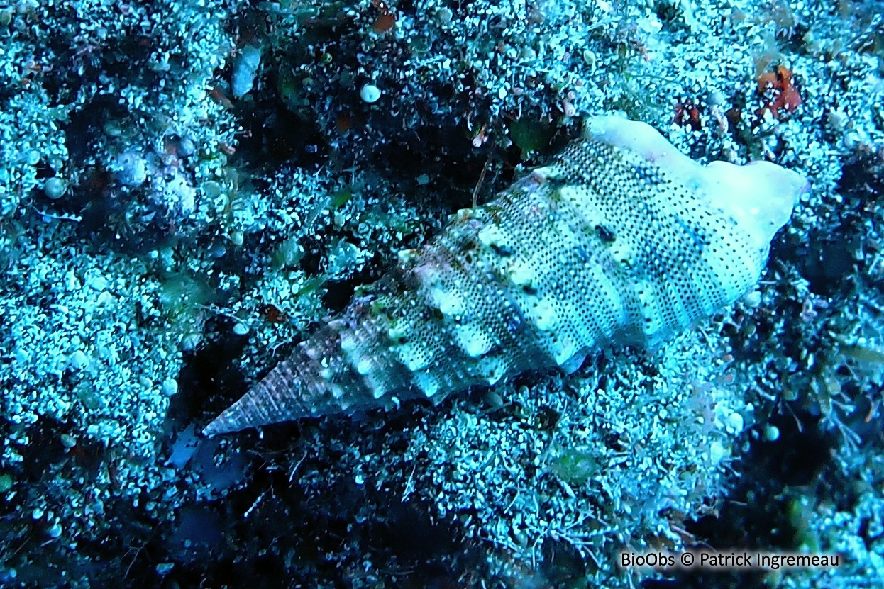 Cérithe à bosse - Rhinoclavis sinensis - Patrick Ingremeau - BioObs