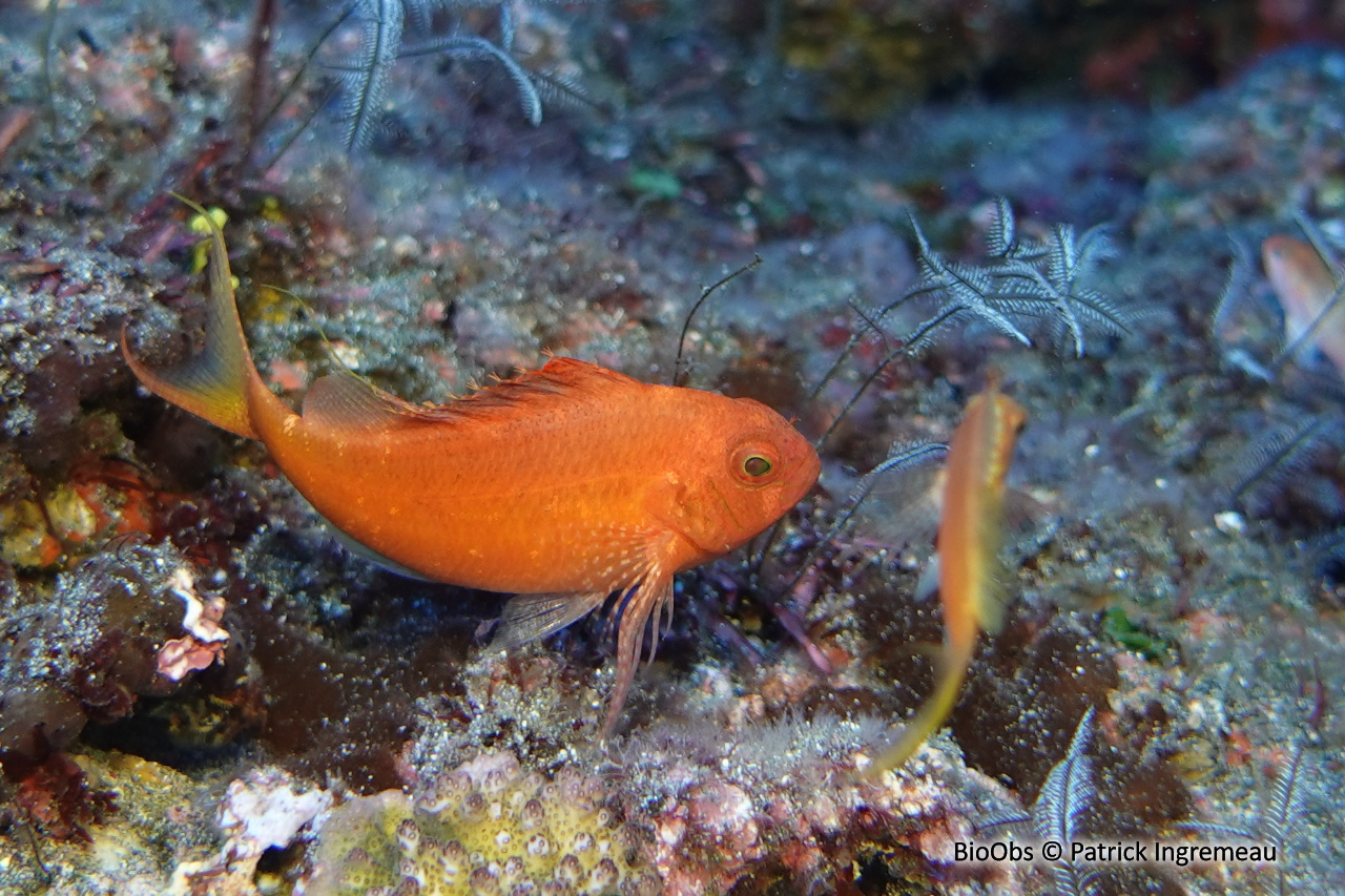 Epervier à queue d'hirondelle - Cyprinocirrhites polyactis - Patrick Ingremeau - BioObs