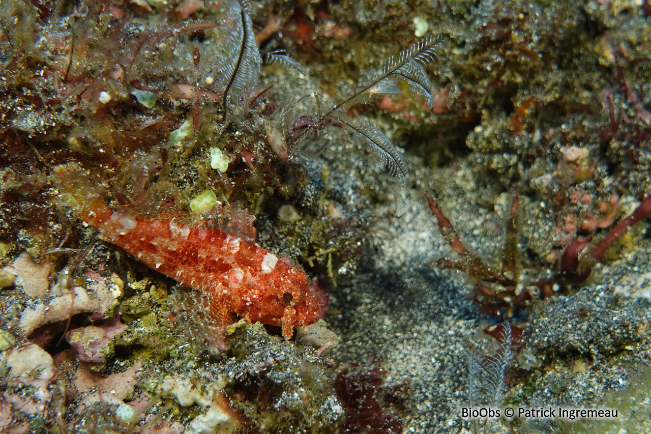 Poisson-scorpion à piège - Iracundus signifer - Patrick Ingremeau - BioObs