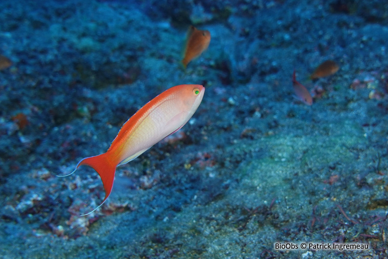 Anthias à tache rouge - Pseudanthias cooperi - Patrick Ingremeau - BioObs