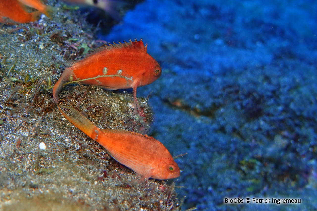 Epervier à queue d'hirondelle - Cyprinocirrhites polyactis - Patrick Ingremeau - BioObs