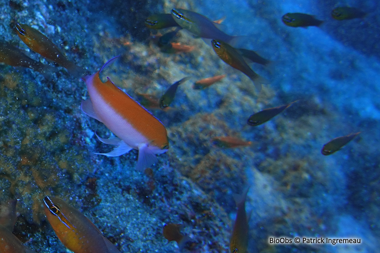 Anthias bicolore - Pseudanthias bicolor - Patrick Ingremeau - BioObs