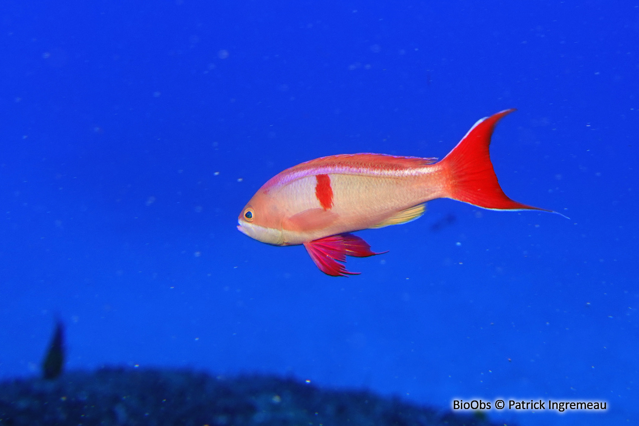 Anthias à tache rouge - Pseudanthias cooperi - Patrick Ingremeau - BioObs