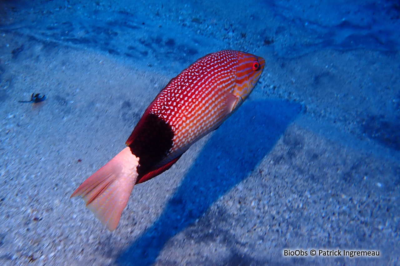 Labre brassard - Bodianus macrourus - Patrick Ingremeau - BioObs