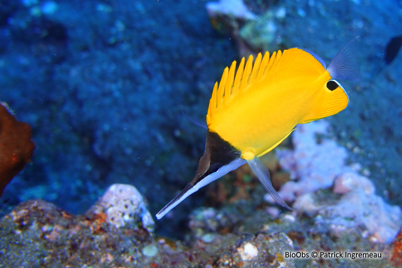 Poisson-pincette à très long nez - Forcipiger longirostris - Patrick Ingremeau - BioObs