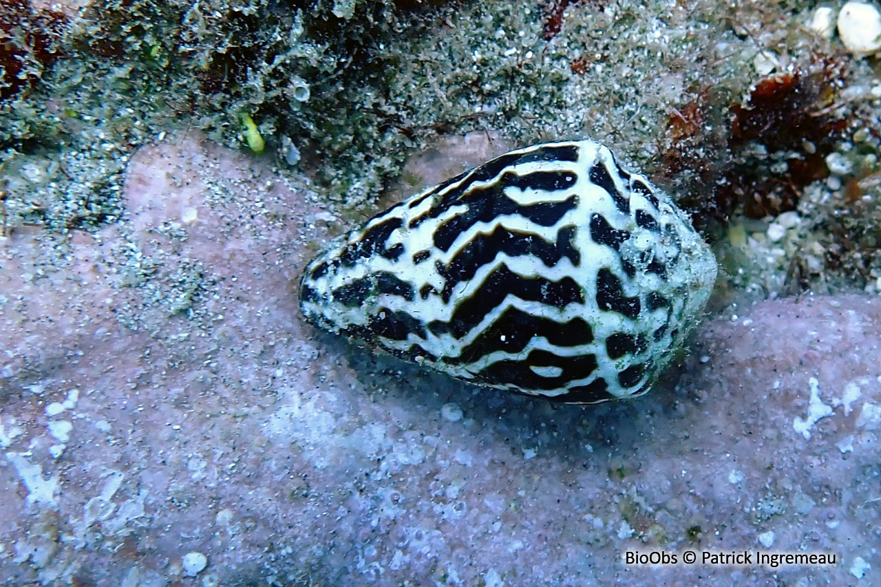 Cône astrologue - Conus chaldaeus - Patrick Ingremeau - BioObs