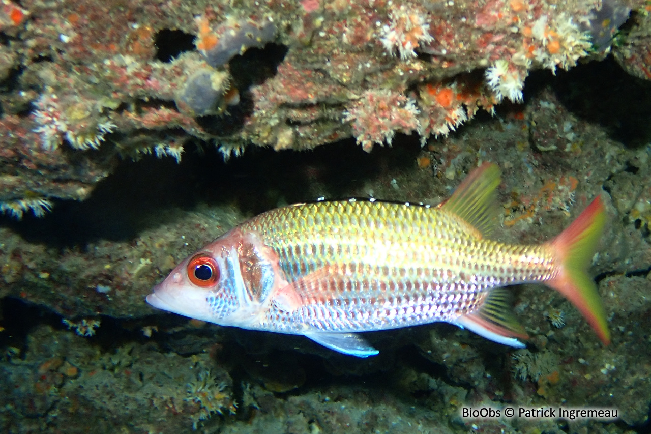 Poisson-écureuil argenté à bandes - Neoniphon opercularis - Patrick Ingremeau - BioObs