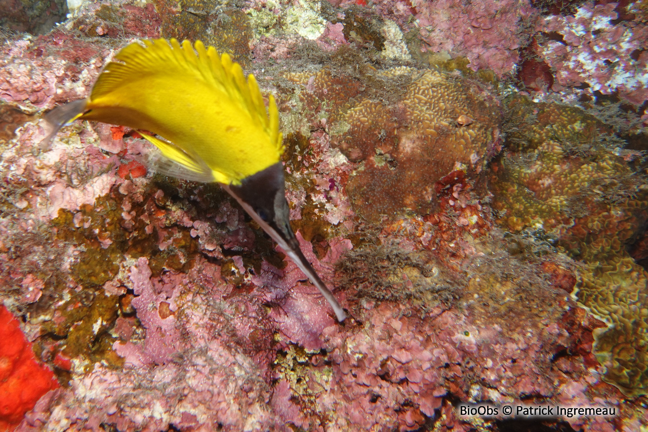 Poisson-pincette à très long nez - Forcipiger longirostris - Patrick Ingremeau - BioObs