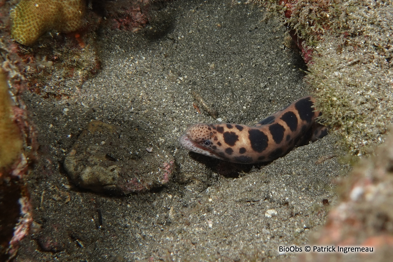 Murène tigrée - Scuticaria tigrina - Patrick Ingremeau - BioObs