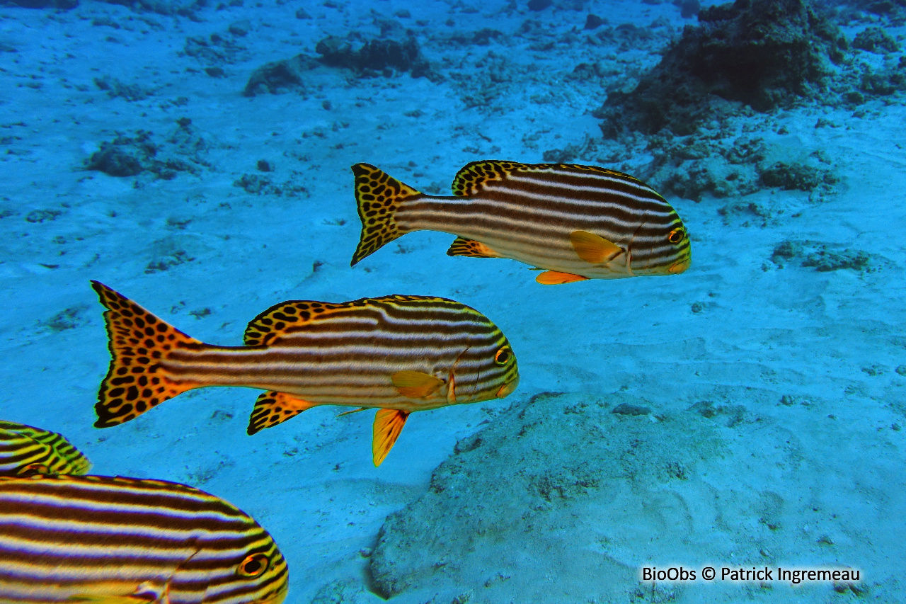 Diagramme oriental - Plectorhinchus vittatus - Patrick Ingremeau - BioObs