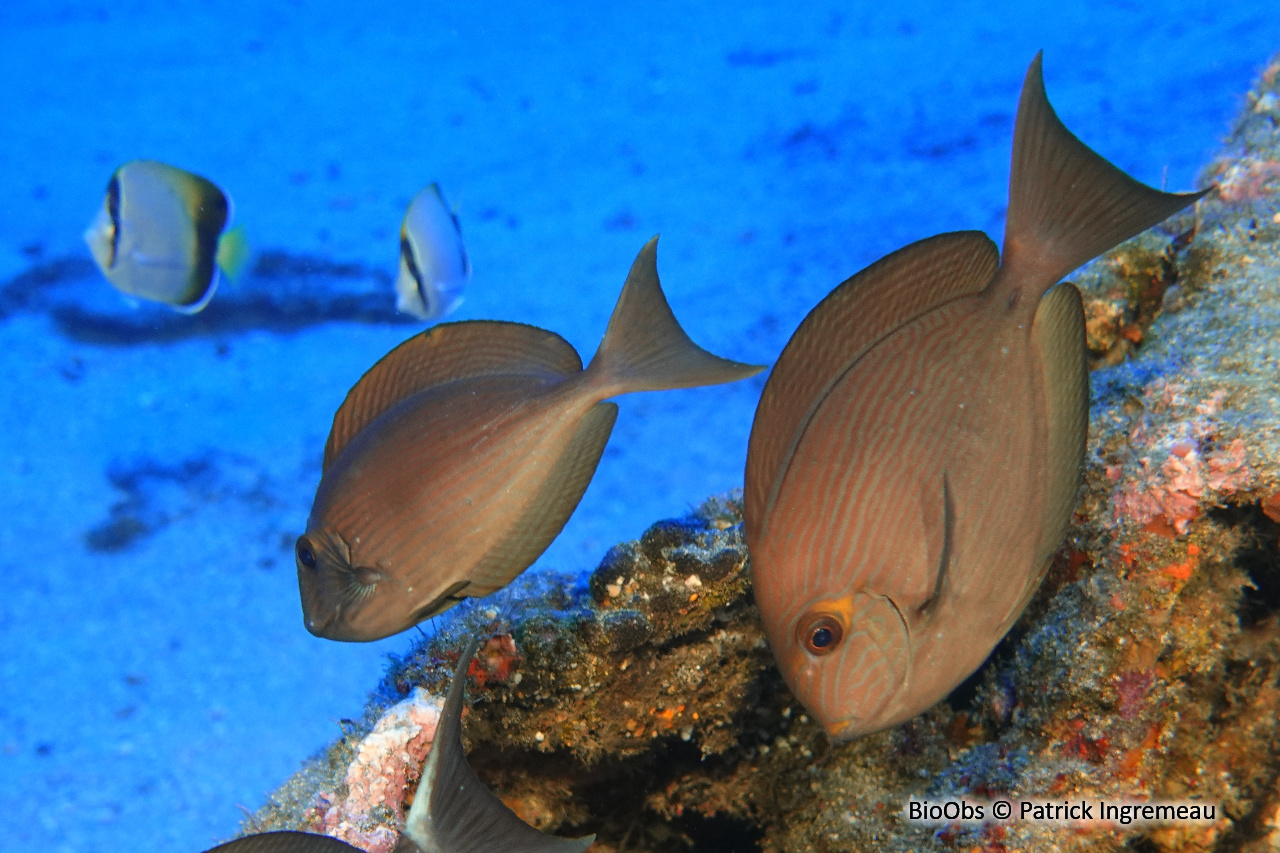 Chirurgien pâle - Acanthurus mata - Patrick Ingremeau - BioObs