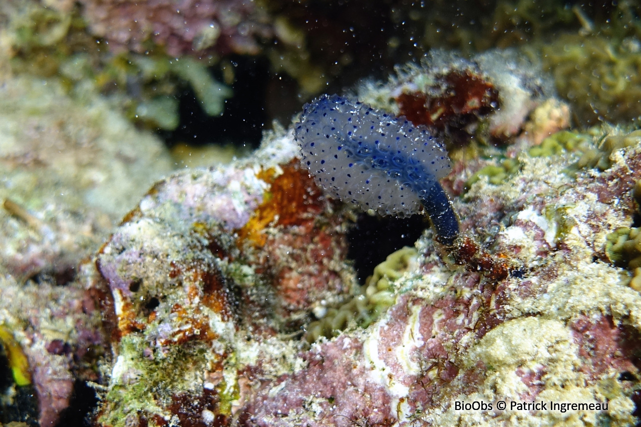 Eudistoma pédonculée bleue - Eudistoma caeruleum - Patrick Ingremeau - BioObs