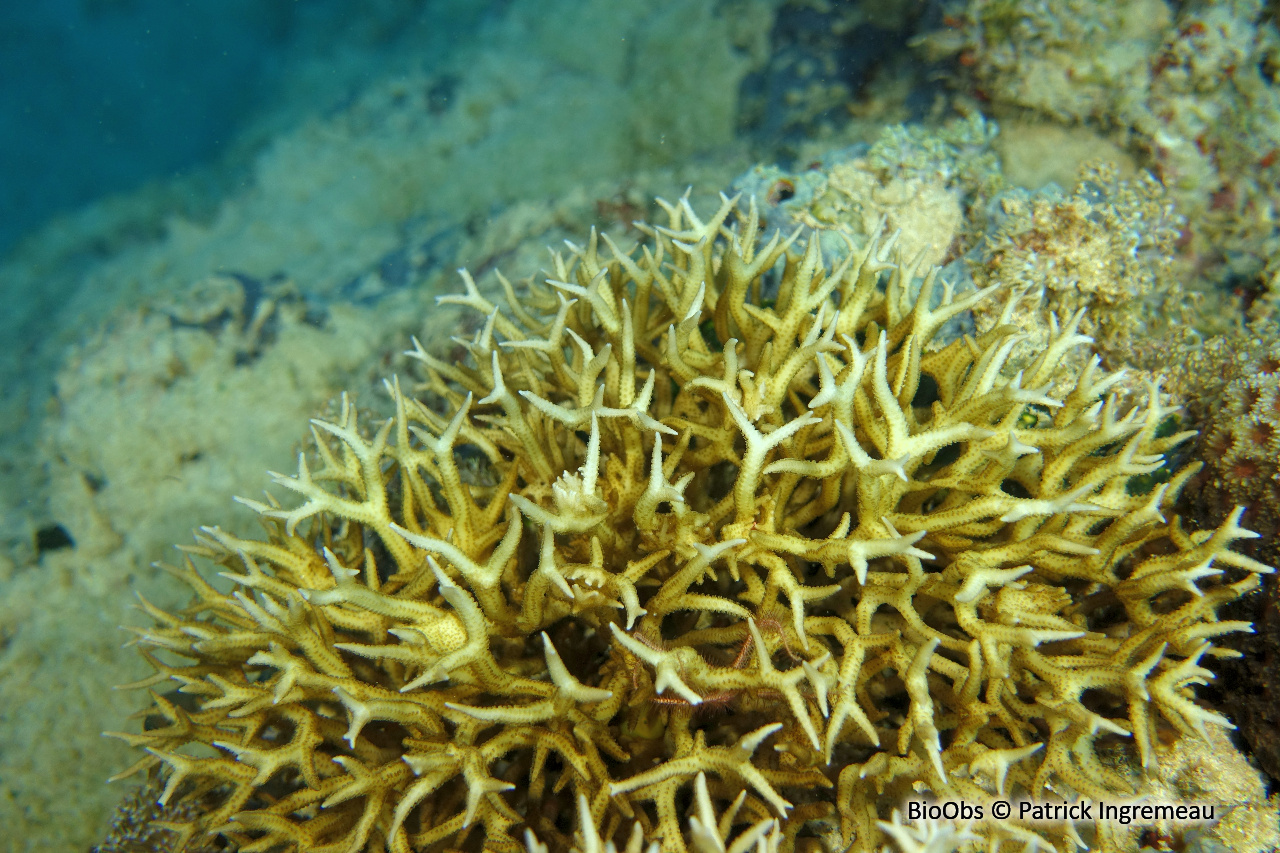 Corail-aiguille - Seriatopora hystrix - Patrick Ingremeau - BioObs