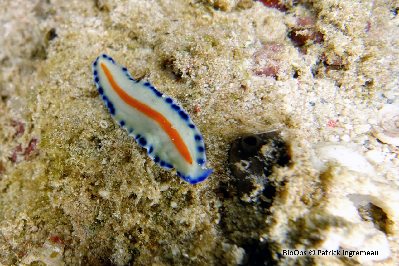Ver plat de Mayotte - Pseudoceros sp. - Patrick Ingremeau - BioObs