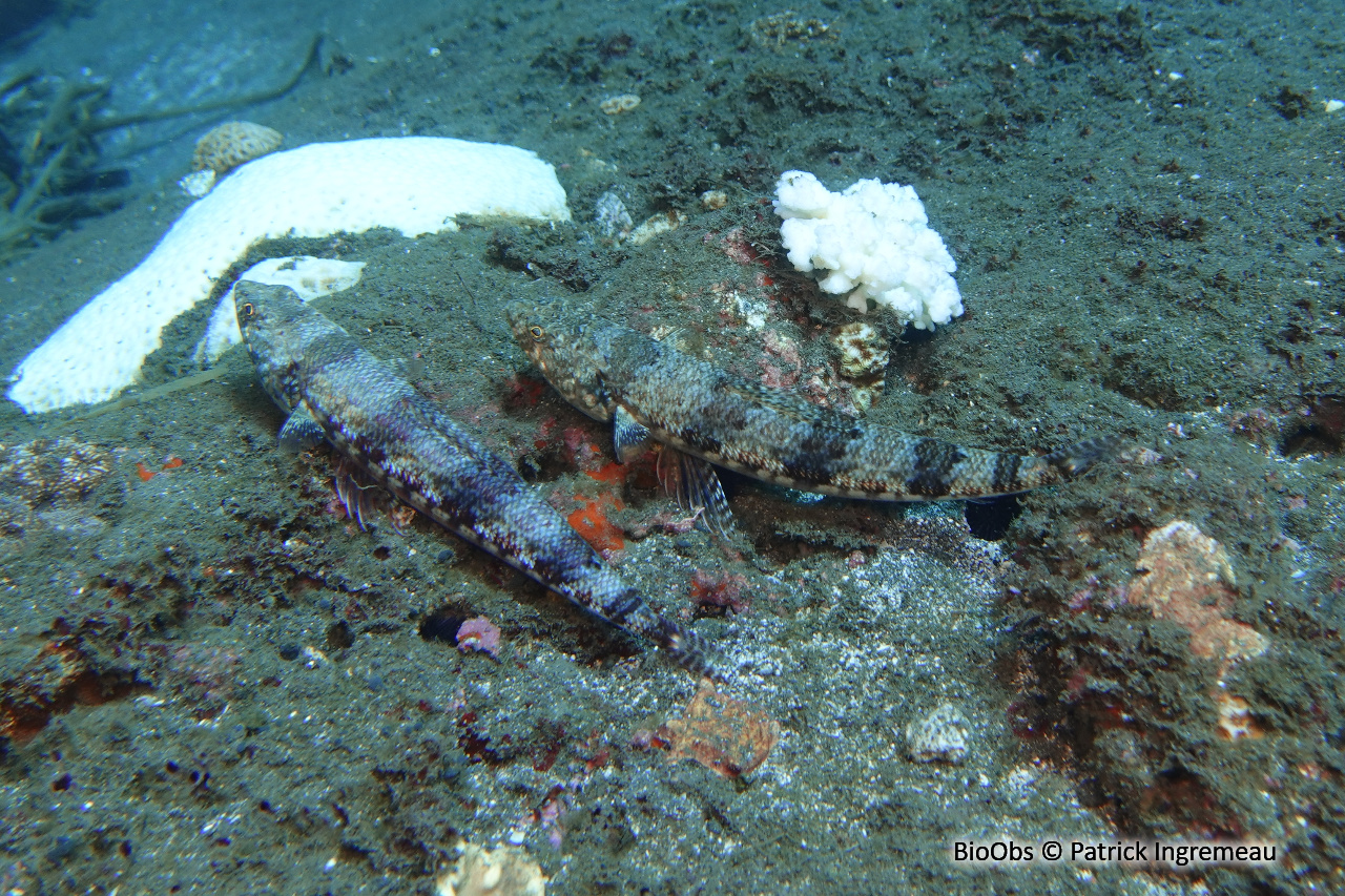 Anoli grêle - Saurida gracilis - Patrick Ingremeau - BioObs