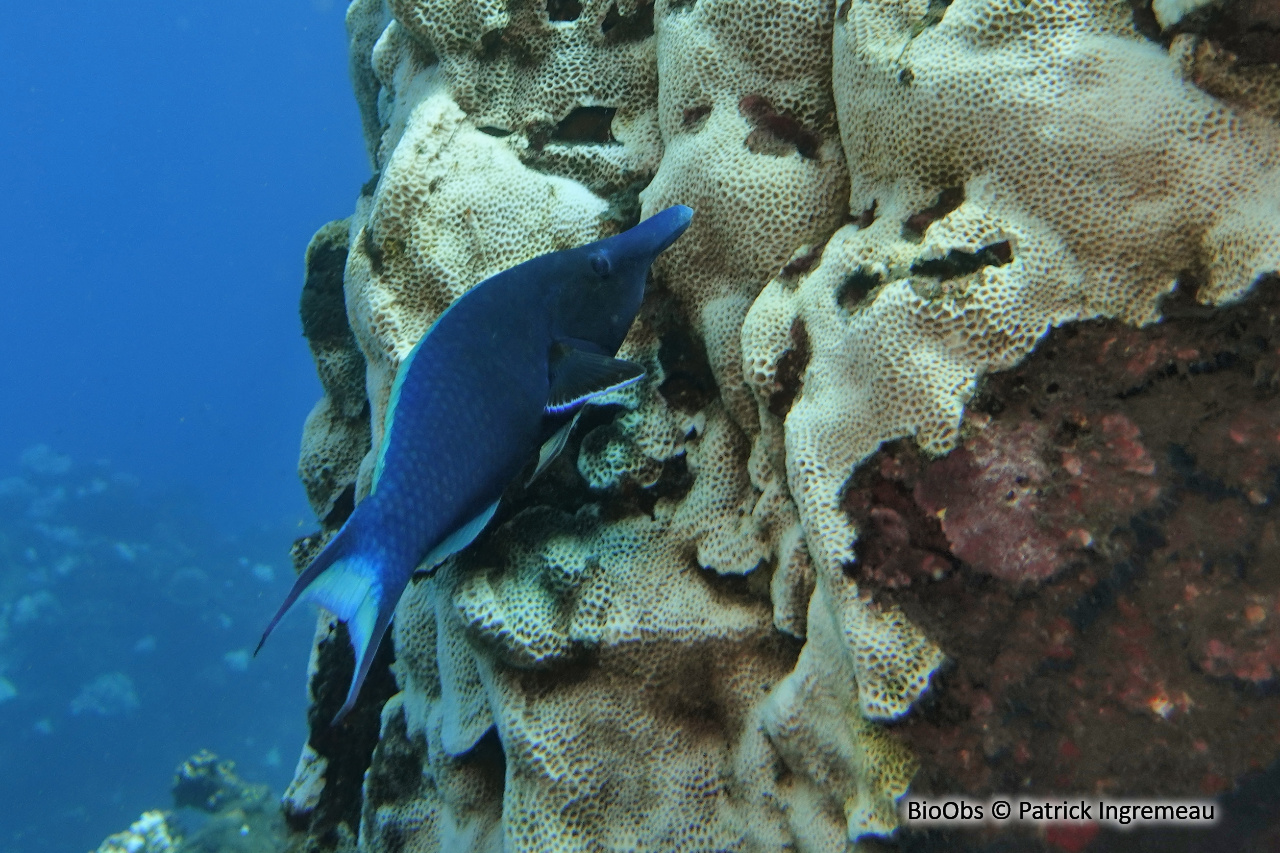 Labre-oiseau indien - Gomphosus caeruleus - Patrick Ingremeau - BioObs