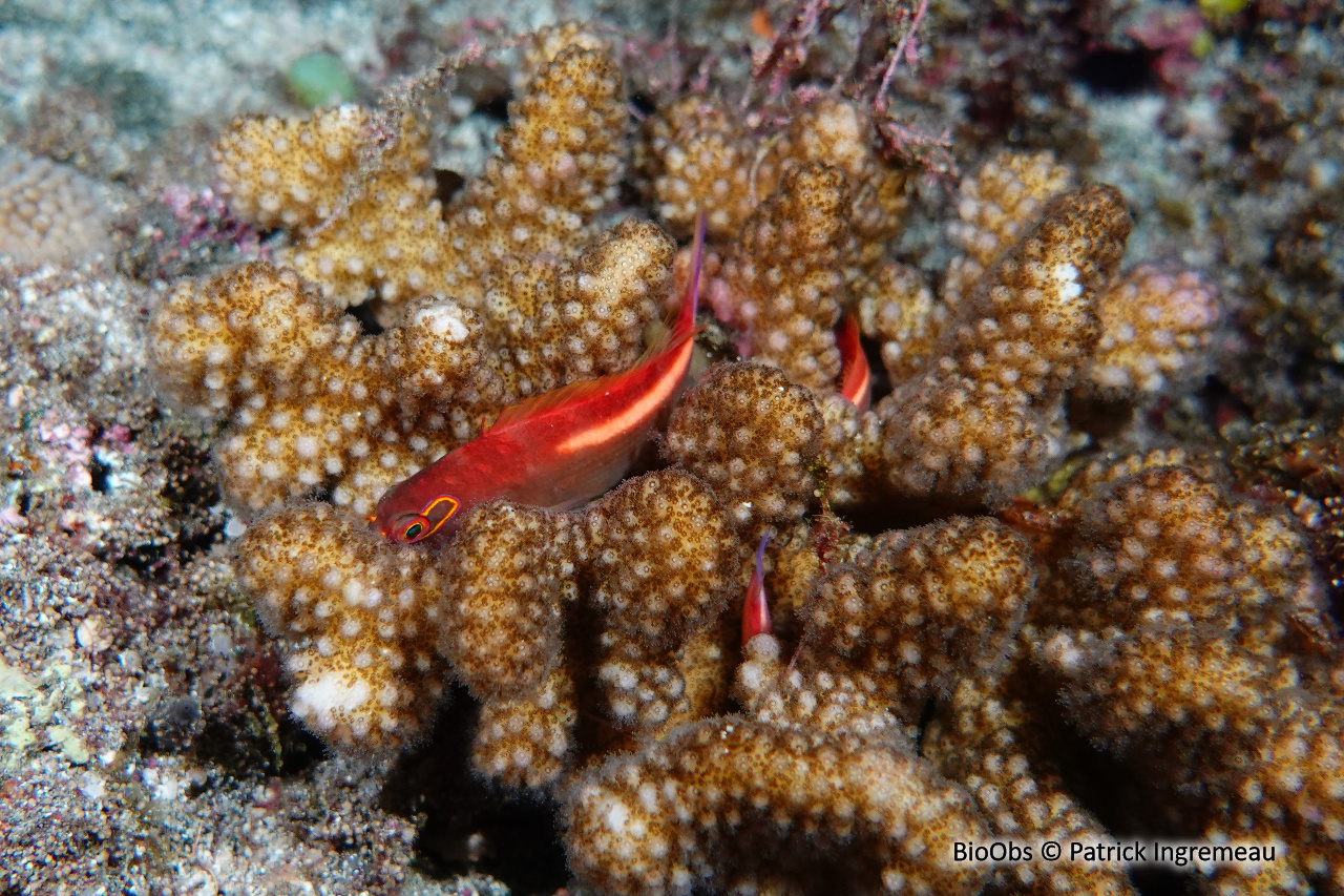Epervier strié - Paracirrhites arcatus - Patrick Ingremeau - BioObs