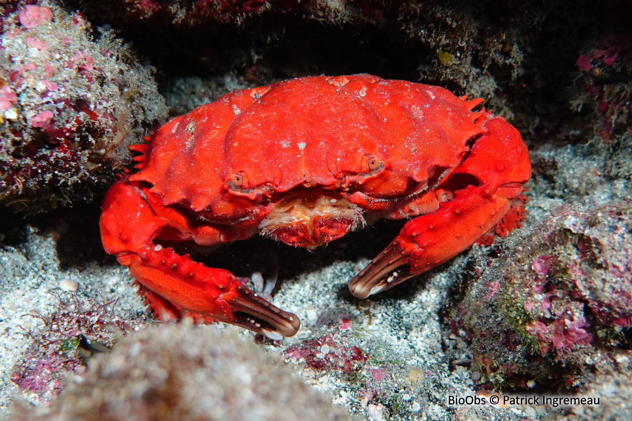 Crabe splendide - Etisus splendidus - Patrick Ingremeau - BioObs
