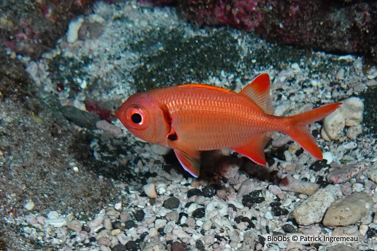 Poisson-soldat rouge - Myripristis pralinia - Patrick Ingremeau - BioObs