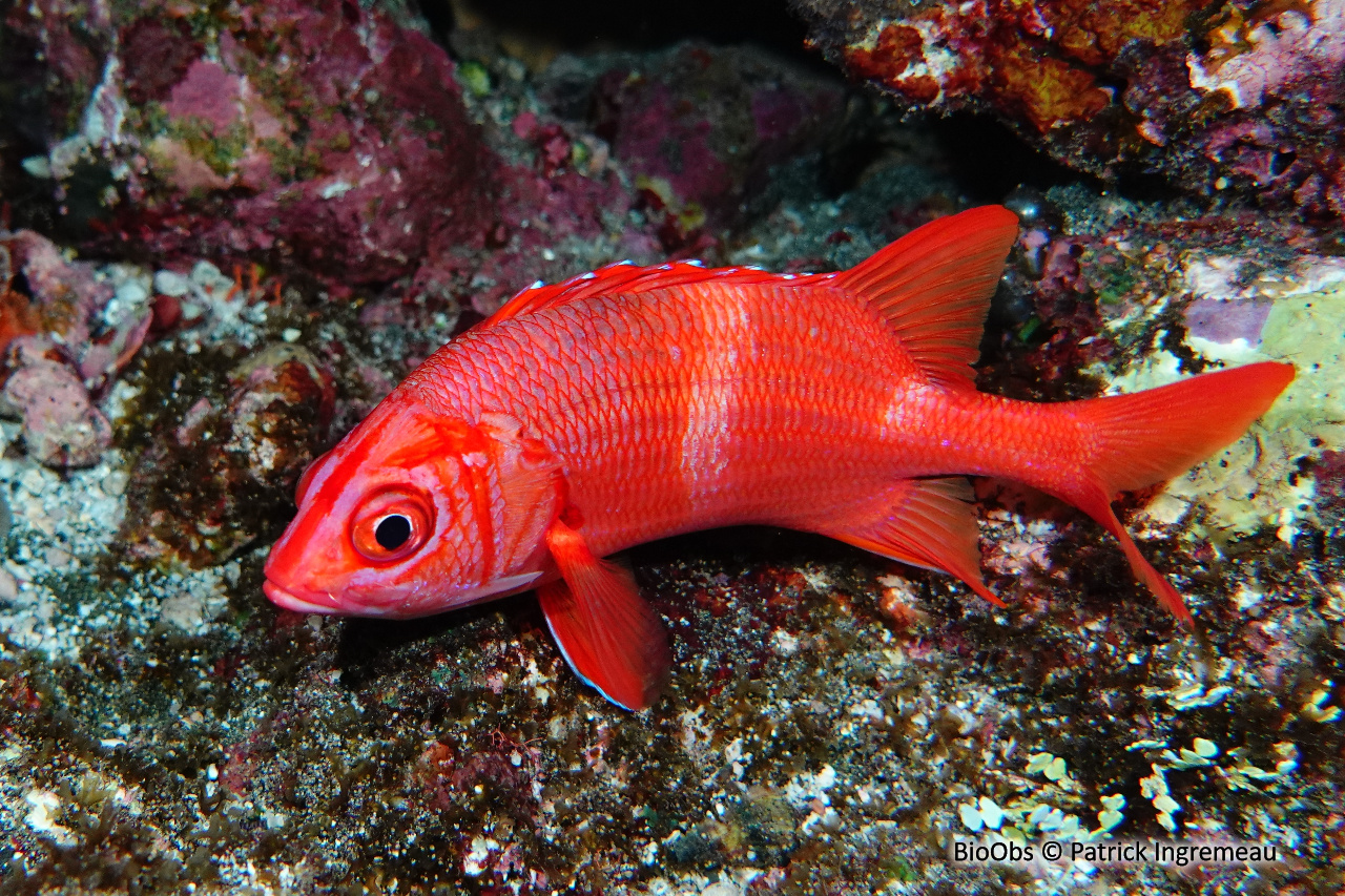 Poisson-écureuil géant - Sargocentron spiniferum - Patrick Ingremeau - BioObs