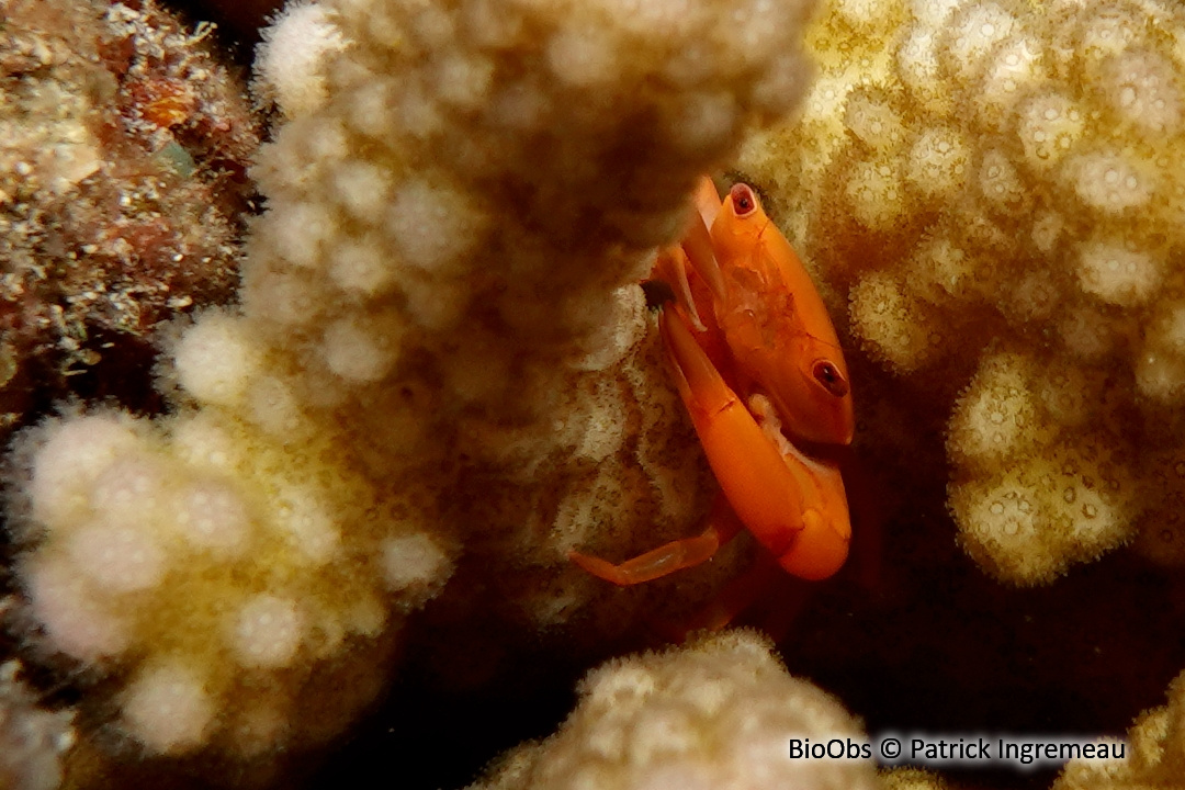 Crabe trapèze rouillé - Trapezia bidentata - Patrick Ingremeau - BioObs