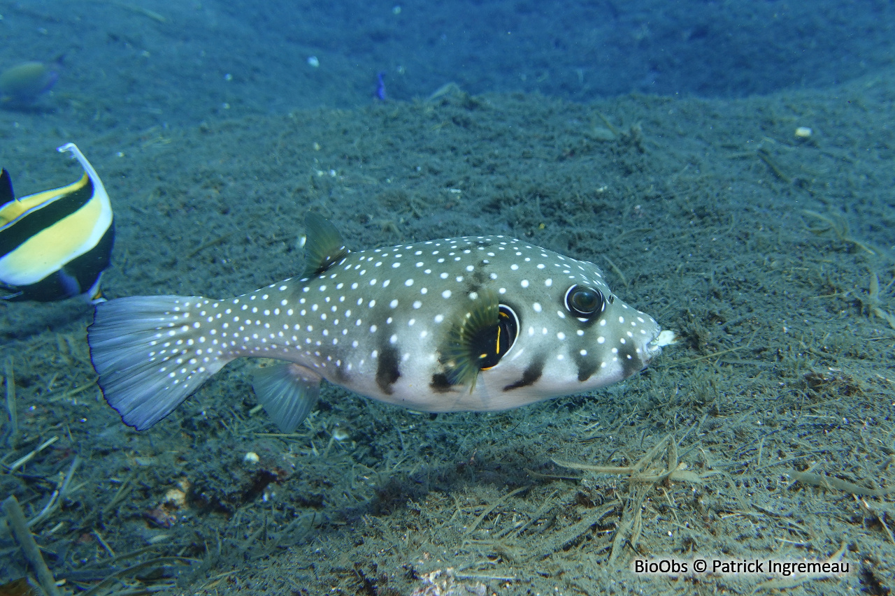 Poisson-ballon à taches blanches - Arothron hispidus - Patrick Ingremeau - BioObs