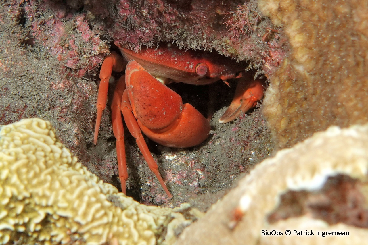 Crabe bombé - Carpilius convexus - Patrick Ingremeau - BioObs