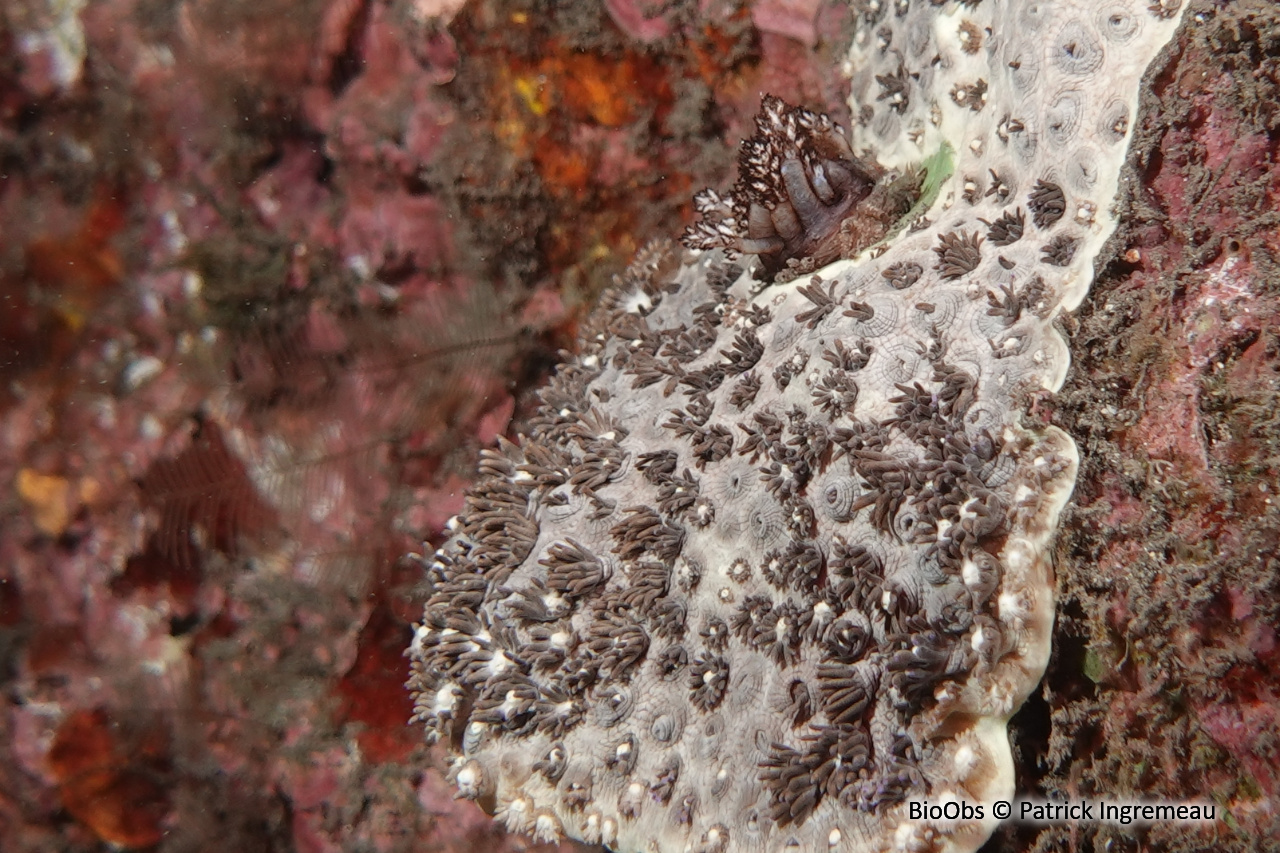 Holothuries à longs tentacules (famille) - Phyllophoridae - Patrick Ingremeau - BioObs