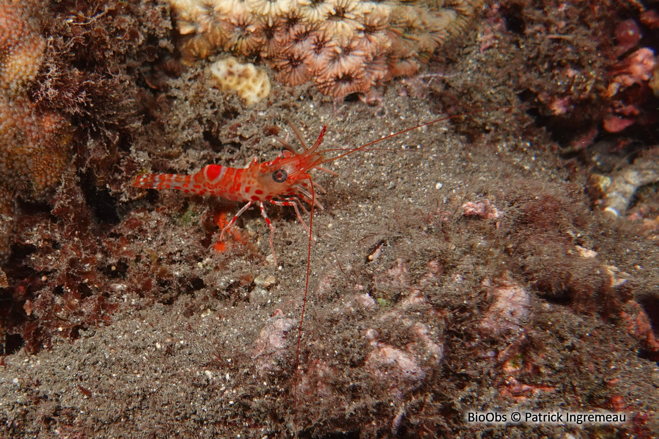 Crevette à taches rouges et bec articulé - Cinetorhynchus erythrostictus - Patrick Ingremeau - BioObs