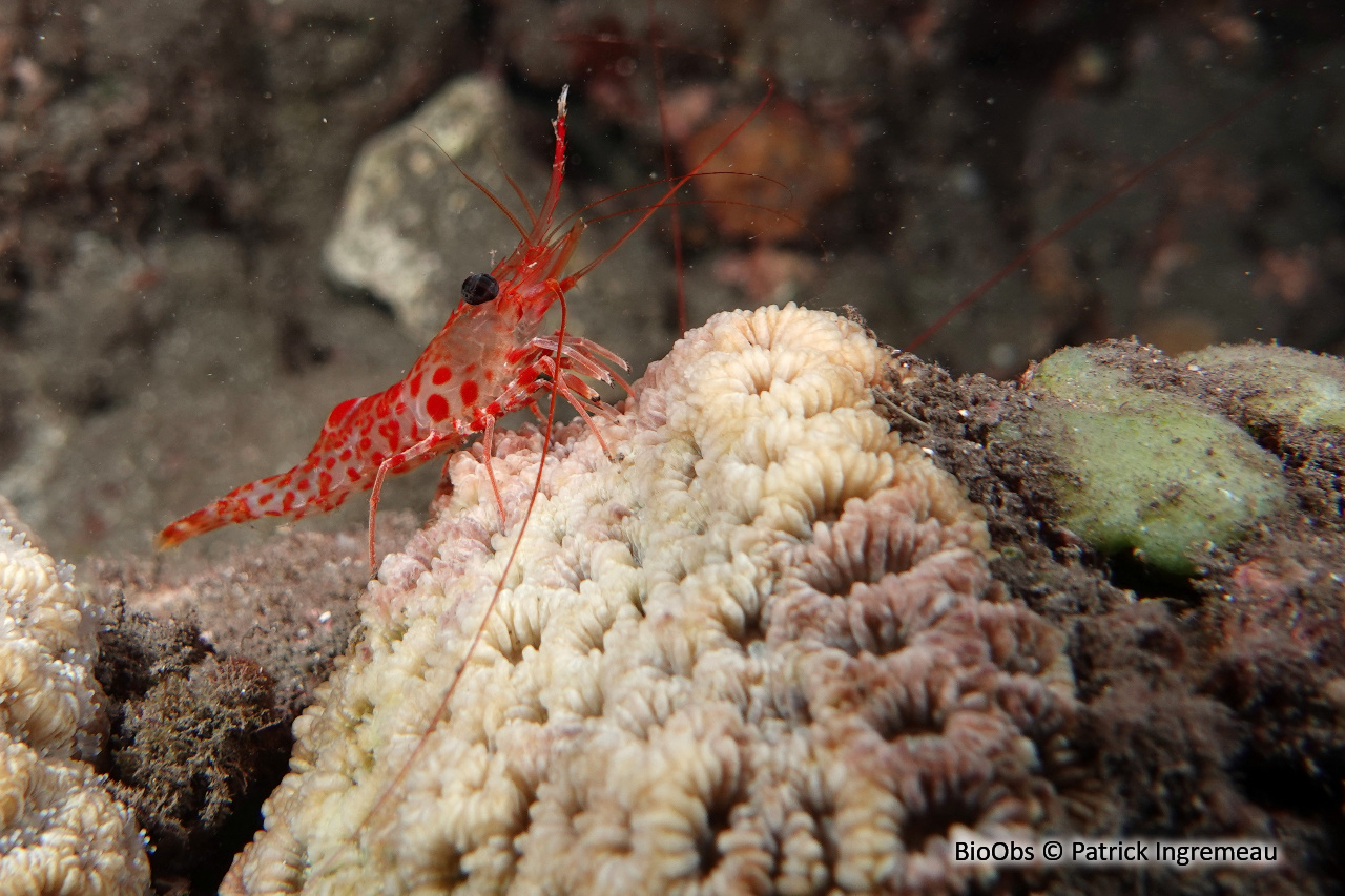 Crevette à taches rouges et bec articulé - Cinetorhynchus erythrostictus - Patrick Ingremeau - BioObs
