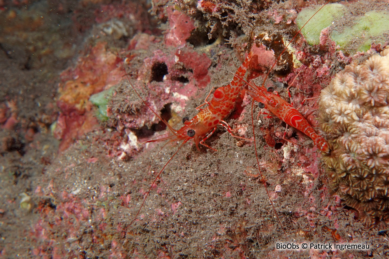 Crevette à taches rouges et bec articulé - Cinetorhynchus erythrostictus - Patrick Ingremeau - BioObs
