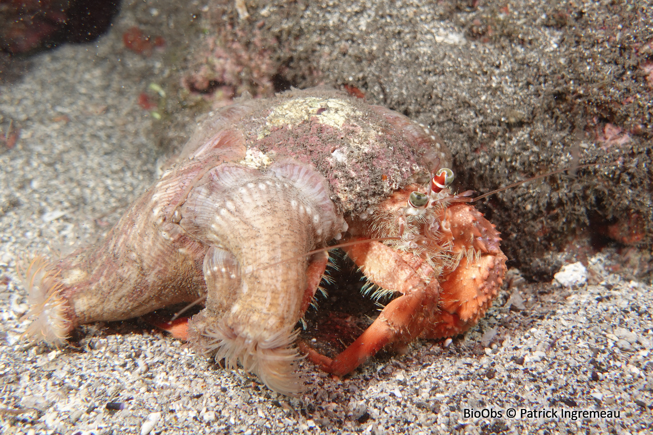 Bernard-l'hermite aux yeux verts - Dardanus pedunculatus - Patrick Ingremeau - BioObs