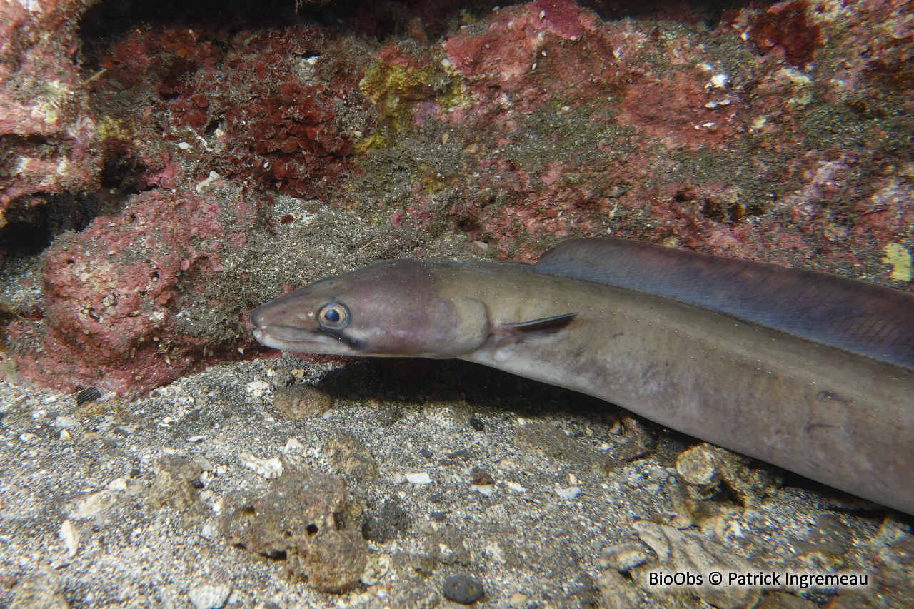 Congre à moustache - Conger cinereus - Patrick Ingremeau - BioObs