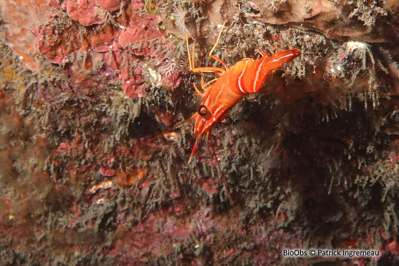 Crevette danseuse de l'océan Indien - Cinetorhynchus concolor - Patrick Ingremeau - BioObs