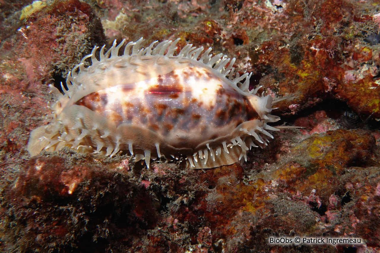Cyprea à écailles - Chelycypraea testudinaria - Patrick Ingremeau - BioObs