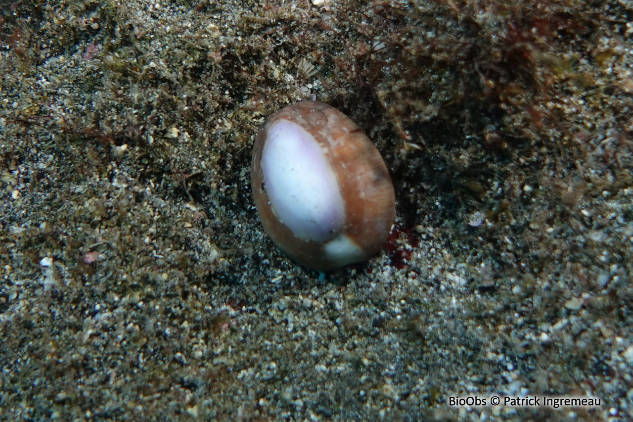 Porcelaine tête de serpent - Monetaria caputserpentis - Patrick Ingremeau - BioObs