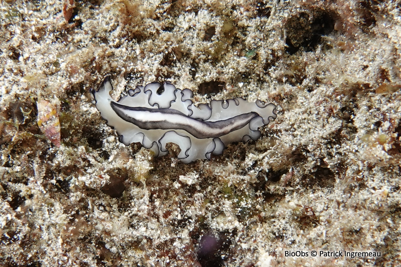 Pseudobiceros gratus - Pseudobiceros gratus - Patrick Ingremeau - BioObs