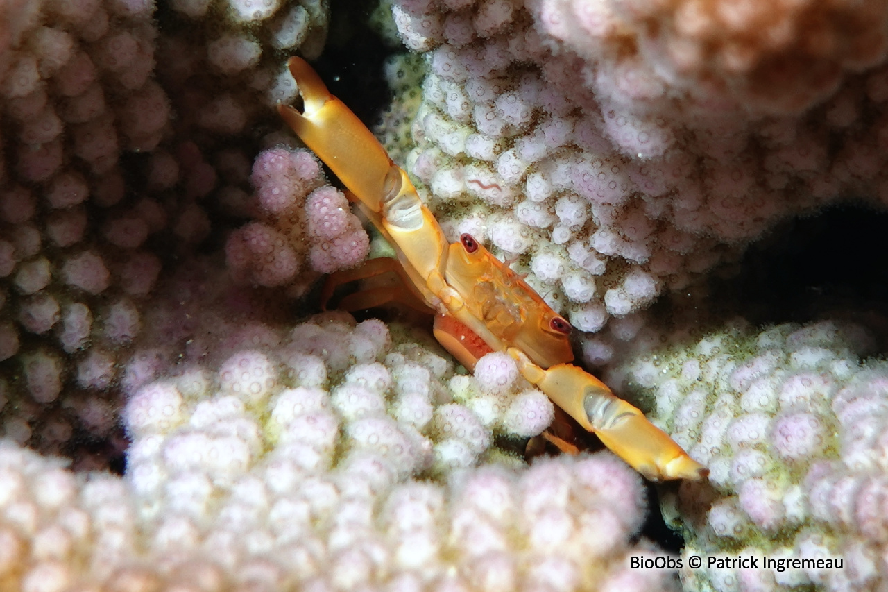 Crabe trapèze rouillé - Trapezia bidentata - Patrick Ingremeau - BioObs