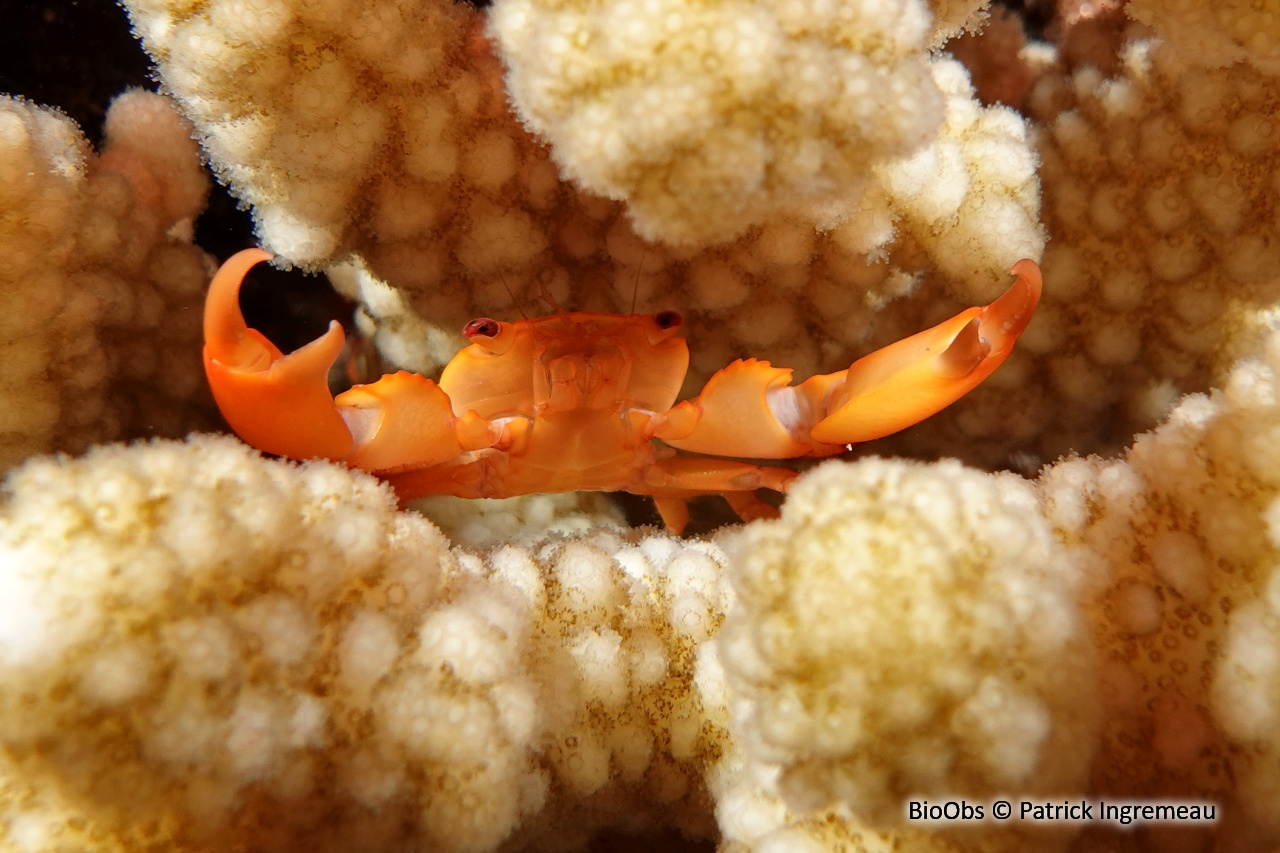 Crabe trapèze rouillé - Trapezia bidentata - Patrick Ingremeau - BioObs
