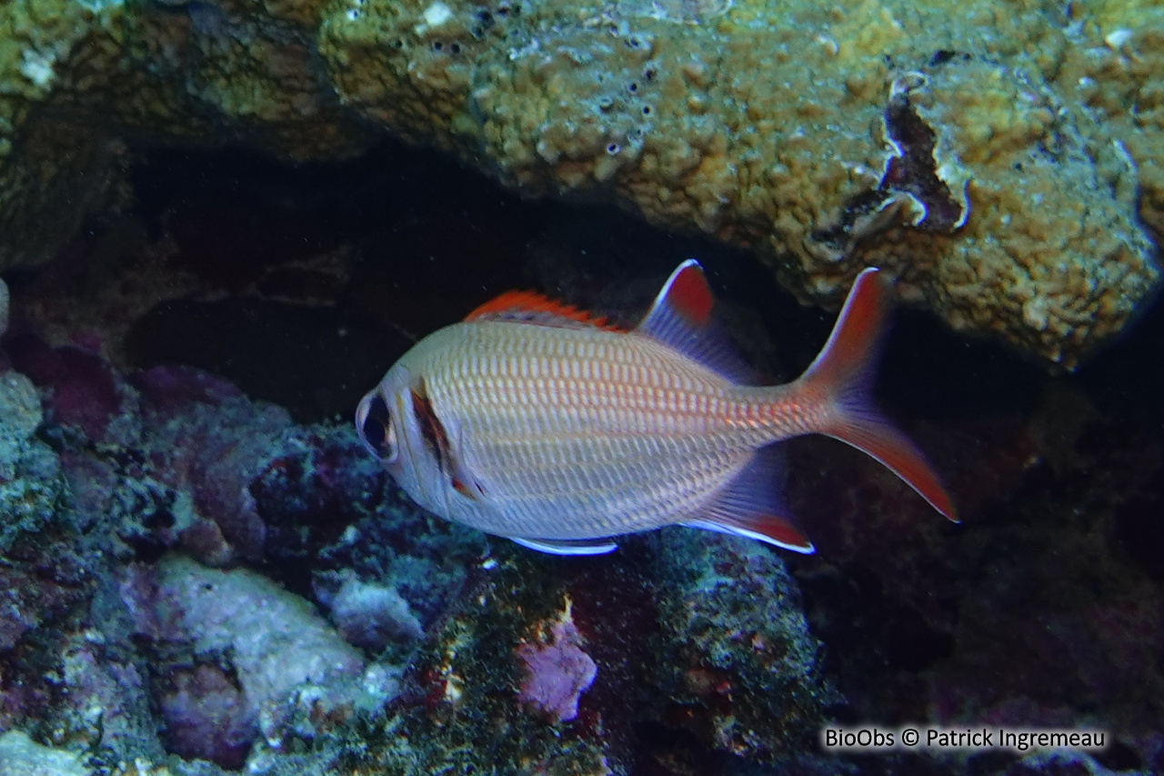 Poisson-soldat violacé - Myripristis violacea - Patrick Ingremeau - BioObs