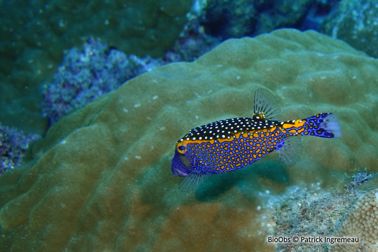 Poisson-coffre pintade - Ostracion meleagris - Patrick Ingremeau - BioObs