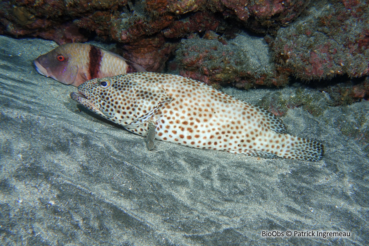 Mérou loutre - Epinephelus tauvina - Patrick Ingremeau - BioObs