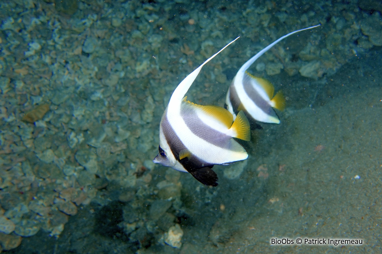 Poisson-cocher commun - Heniochus acuminatus - Patrick Ingremeau - BioObs