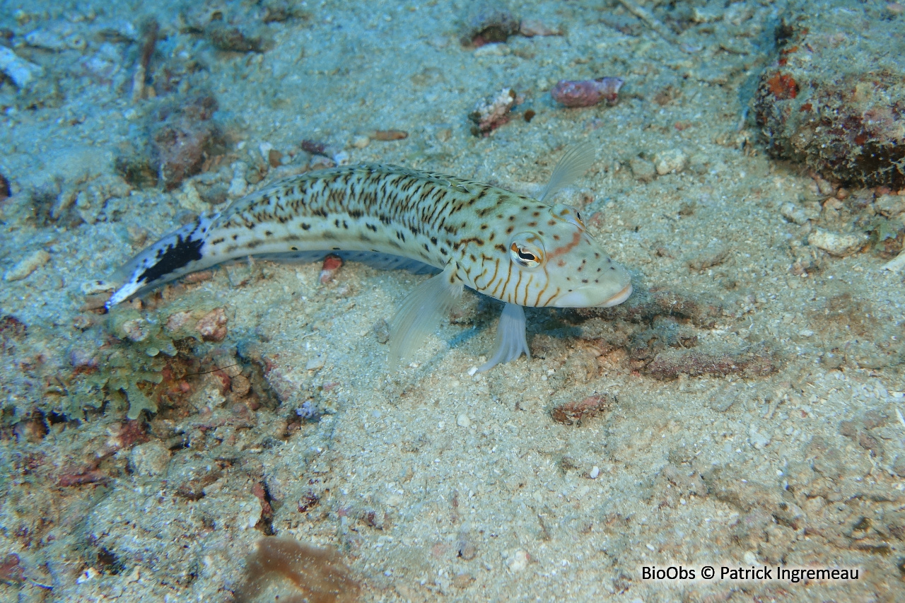 Pintade de mer - Parapercis hexophtalma - Patrick Ingremeau - BioObs
