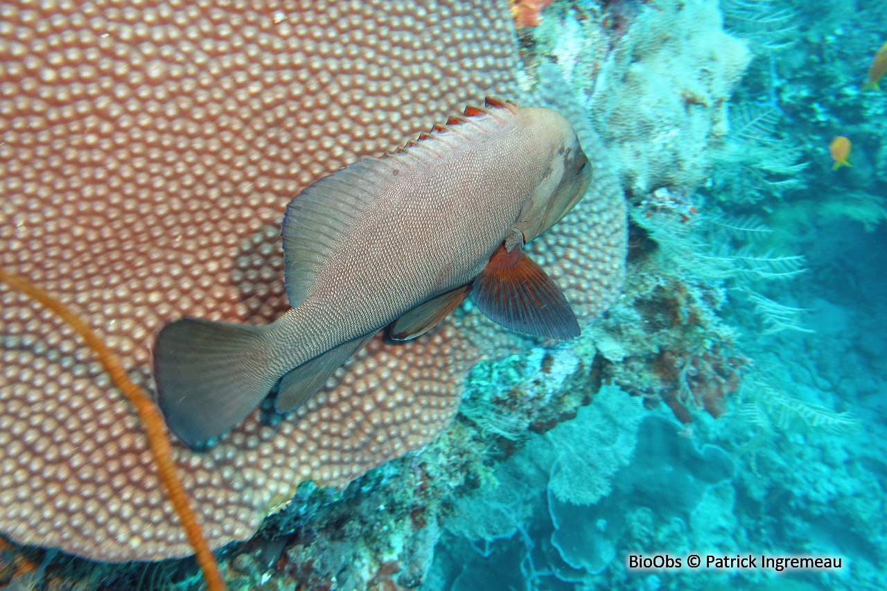 Vieille roga - Aethaloperca rogaa - Patrick Ingremeau - BioObs